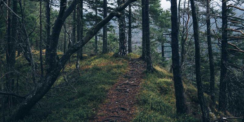 how to build an AI powered newsletter business